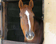 Photo : O'Z du Moulin